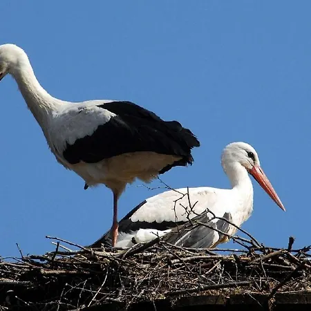 Forsthaus-ferienhotel Am Dobrock Hotel 3*